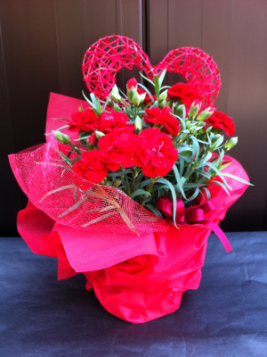 母の日 カーネーション鉢物(受け皿付)