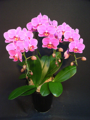 母の日 胡蝶蘭3本立ち ピンク系