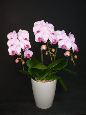 母の日 胡蝶蘭3本立ち ピンク系